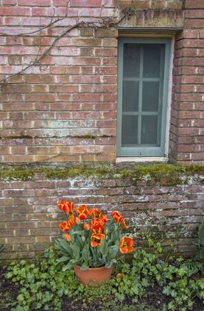 Flower Garden, SAN FRANCISCO, CA â March 25, 2018: An image of flowers in a botanical garden located in San Franciscoâs Golden Gate park.の写真素材