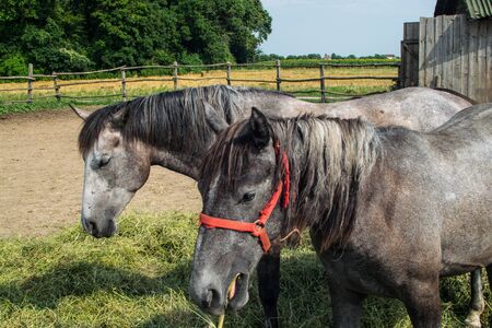 Horses in a coral grazing 05の写真素材