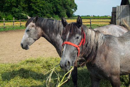 Horses in a paddock on a sunny day in summertime.  Horses in a coral on a sunny day grazing eating drinking.の写真素材