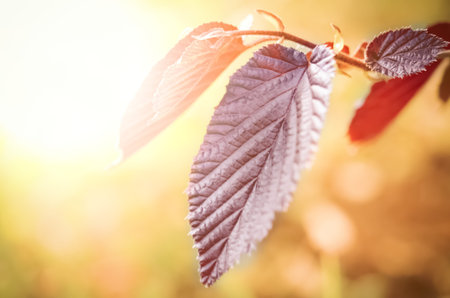 leaf with nature background