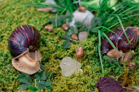 Beautiful footage of snails family somewhere in the forest.の写真素材