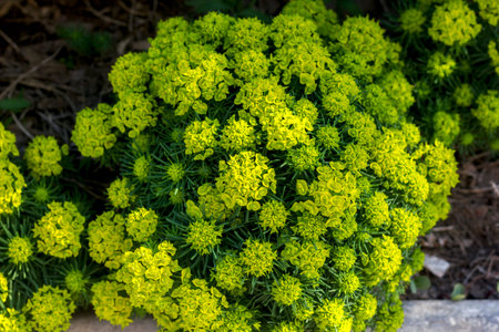 spurge cypress blossoms green flowers in the garden close-up
