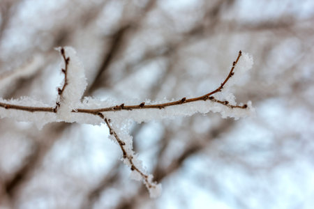 winter, tree branches are covered with fluffy white snow with large snowflakes in the forest,...