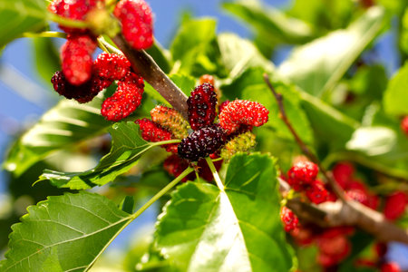 bright berries of a mulberry of pink, red and black colors are singing on a branch in the sunlight...