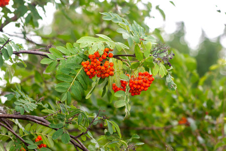 bright ripe orange rowan hanging in bunches on branches on a white background