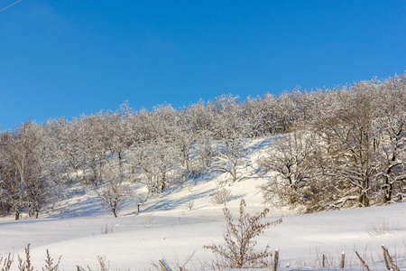 winter landscape, trees in the forest all in the snow against a bright blue sky on a sunny day, snow sparkleの写真素材