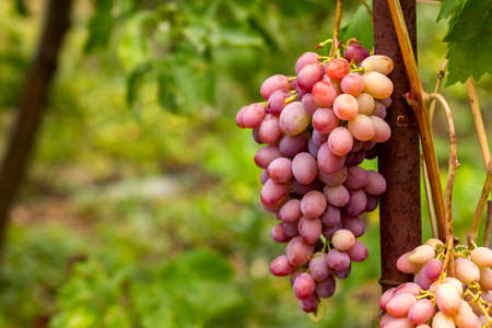 bunch of ripe pink grapes on a vine in the garden close-upの写真素材