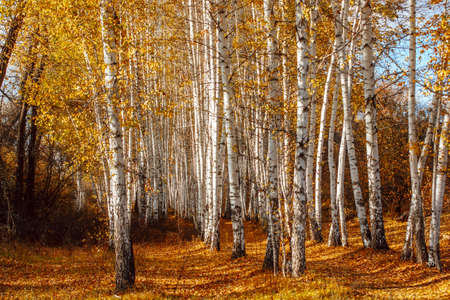 autumn landscape birch grove tall trees with white trunks and bright yellow leaves on a sunny dayの写真素材