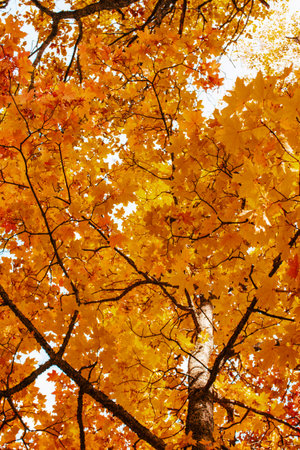 autumn maple trees with bright yellow leaves like gold close up against the sky