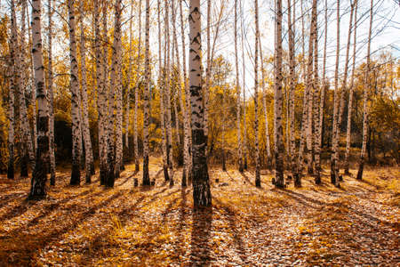 autumn landscape birch grove tall trees with white trunks and bright yellow leaves on a sunny dayの写真素材