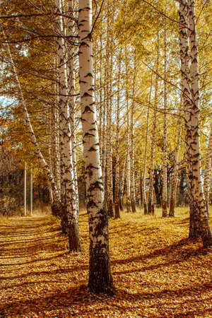 autumn landscape birch grove tall trees with white trunks and bright yellow leaves on a sunny dayの写真素材