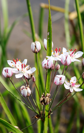 flowering rush blossoms close-up