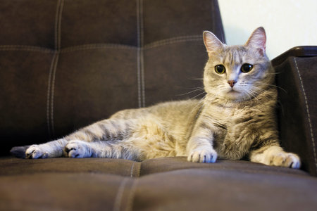 Portrait of a homemade gray striped cat with big green eyes lying on a sofa.