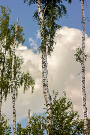 birch grove in summer sunny dayの写真素材