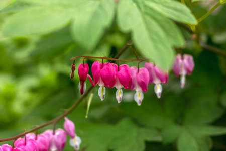 dicentra twigs with bright pink flowers in the shape of a broken heartの写真素材