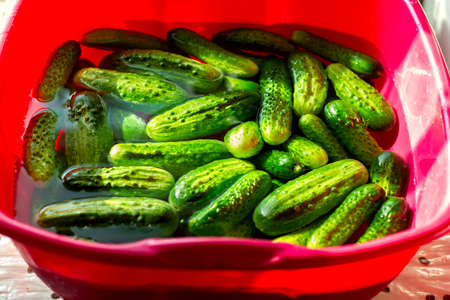 green fresh crispy cucumbers are filled with cold water in a basin for further saltingの写真素材