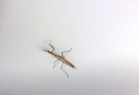 adult brown praying mantis in full growth close up on white background isolatedの写真素材
