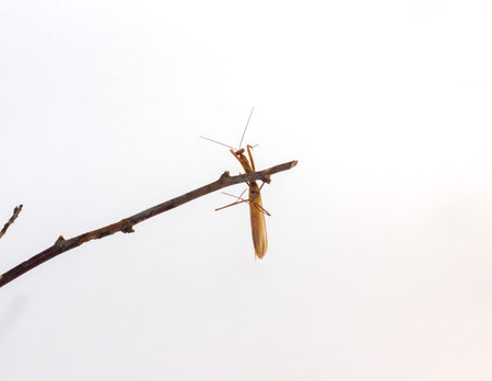adult brown praying mantis in full growth close up on white background isolated