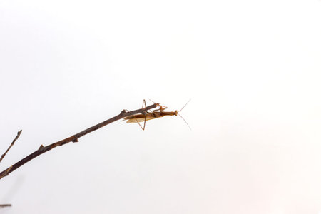 adult brown praying mantis in full growth close up on white background isolated