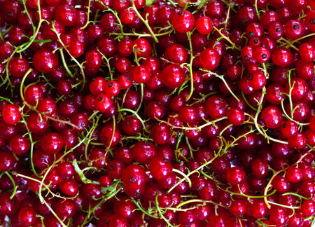 background of red currants large ripe juicy red berries close-up