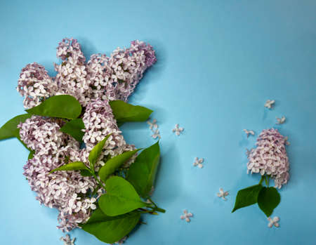 Fresh fluffy lilac branches on a blue background close-up space for textの写真素材