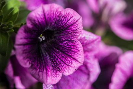 Purple Petunia Close Up