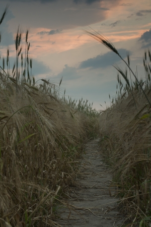 path in barley on sunsetの写真素材