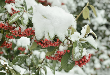 rowan in snow