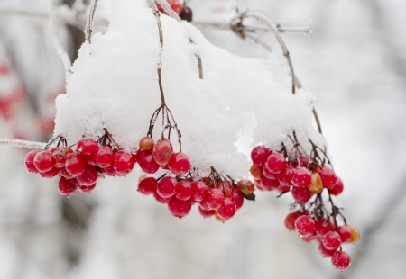 guelder rose branches in snowの写真素材