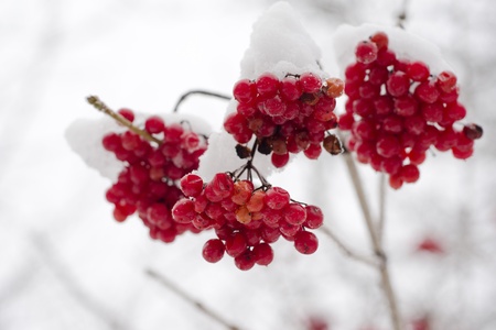 guelder rose branches in snowの写真素材