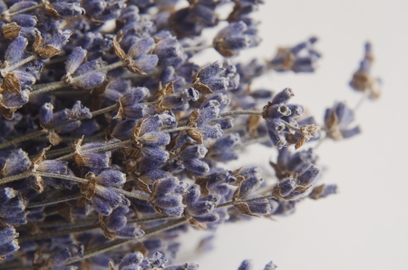 macro shooting of lavender for backgroundの写真素材