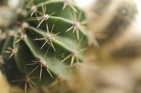  macro picture of cactus for backgroundの写真素材