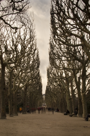 trees in parkの写真素材
