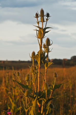 Teasel flower  Dipsacus fullonum  in the sunset の写真素材
