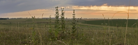Teasel flower  Dipsacus fullonum  in the sunset の写真素材