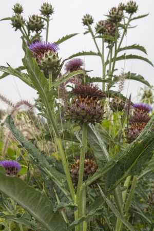 artichokeの写真素材