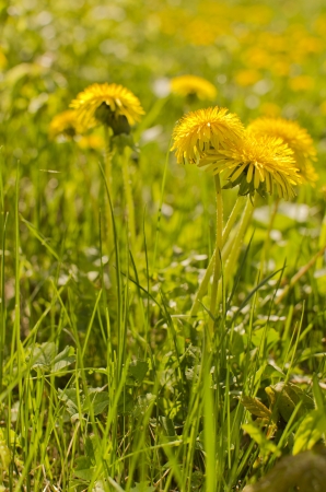Dandelion in spring morningの写真素材