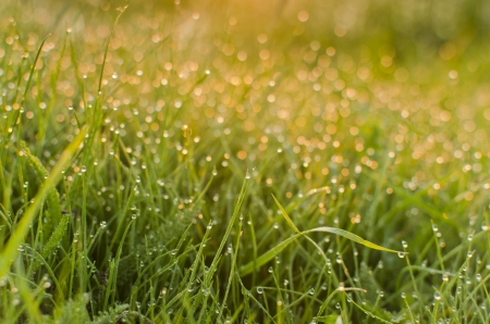 morning grass  in dew dropsの写真素材