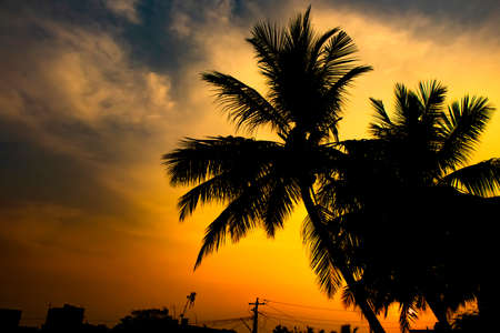 Silhouetted of coconut tree during sunriseの写真素材