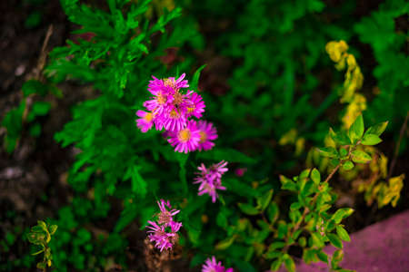 Beautiful pink flowers in the middle of a dense green plantの写真素材