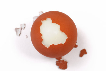 egg on a white background