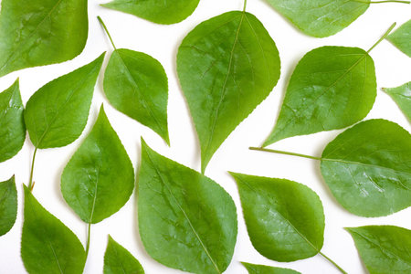 poplar leaves on a white background