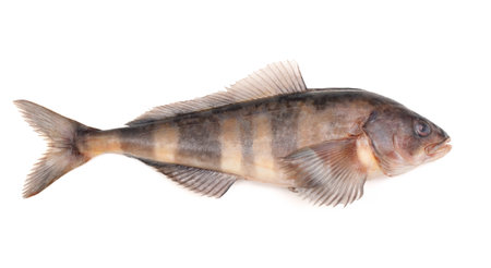 greenling  isolated on white backgroundの写真素材