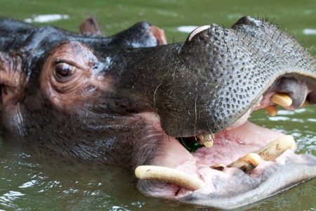 Swimming hippo, close up shotの写真素材