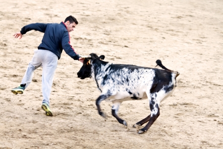 MADRID SUBURB OF SAN SEBASTIAN DE LOS REYES - SEPTEMBER 29: Men having fun with young bulls in San Sebastian de los Reyes during festival, Spain in 2013. Fiesta called "little Pamplona"のeditorial素材