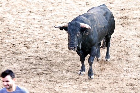 MADRID SUBURB OF SAN SEBASTIAN DE LOS REYES - SEPTEMBER 29: Men having fun with young bulls in San Sebastian de los Reyes during festival, Spain in 2013. Fiesta called "little Pamplona"のeditorial素材