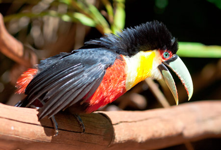toucan brasilia