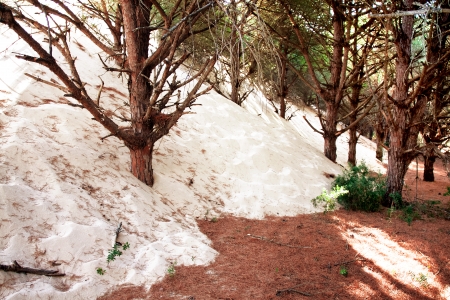 Dune Bolonia comes on coniferous forest, province Cadiz, Andalucia, Spainの写真素材