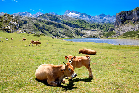 Cows in a pasture near Lake Ercina. Cantabrian. Covadonga. Asturias. Spain.のeditorial素材