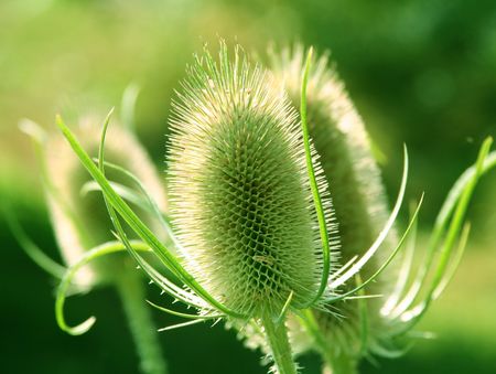 Thorny beautyの写真素材